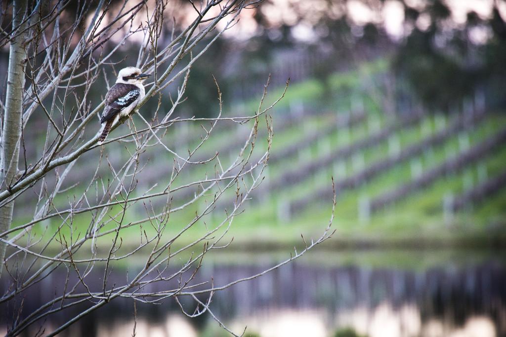 Bettenays Margaret River Metricup Rom bilde